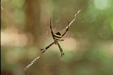 Foto Spinne