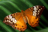 Foto Schmetterling