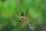 Foto Spinne