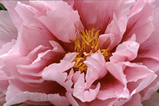 Foto Pfingstrose, Paeonia