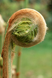 Foto Farnaustrieb, Osmunda regalis