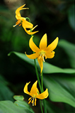 Foto Hundszahn, Erythronium toulumnense