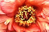 Foto Strauchpfingstrose, Paeonia