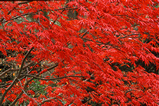 Foto Fächerahorn im Herbst