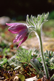 Foto Küchenschelle, Pulsatilla vulgaris