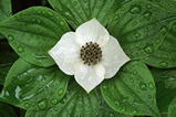 Foto Kanadischer Hartriegel, Cornus canadensis