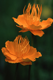 Foto Trollblume, Trollius chinensis