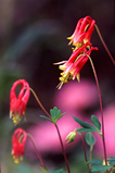 Foto Akelei, Aquilegia canadensis