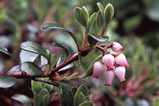 Foto Bärentraube, Arctostaphylos uva-ursi