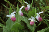 Foto Frauenschuh, Cypripedium reginae