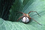 Foto Spinne