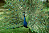 Foto Pfau