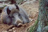 Foto Wildschwein