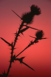 Foto Distel im Abendrot