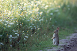 Foto Kaninchen