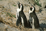 Foto Brillenpinguine