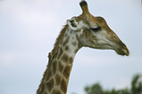 Foto Giraffe