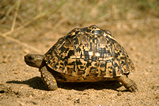 Foto Leopardenschildkröte