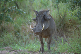 Foto Warzenschwein