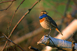 Foto Blaukehlchen