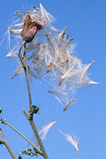 Foto Distelsamen