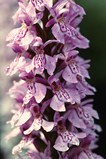 Foto Knabenkraut, Dactylorhiza