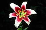 Foto Lilie, Lilium