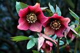 Foto Christrose, Helleborus