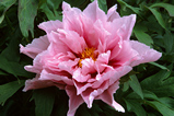 Foto Strauchpfingstrose, Paeonia