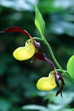 Foto Frauenschuh, Cypripedium