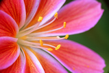 Foto Bitterwurz, Lewisia