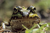 Foto Teichfrosch