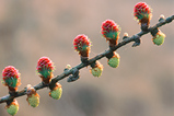 Foto Lärchenblüten