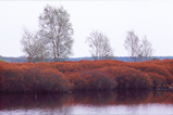 Foto Moorsee