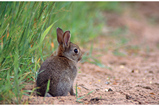 Foto Kaninchen