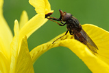 Foto Fliege auf Irisblüte