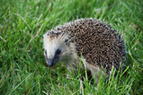 Foto Igel