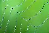 Foto Regentropfen im Spinnennetz