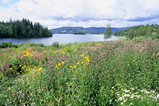 Foto Wildwiese am See