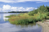 Foto Strandvegetation