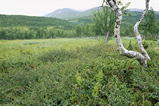 Foto Nordische Höhenlandschaft