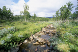 Foto Schmaler Bachlauf