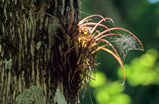 Foto Tillandsie, Tillandsia species