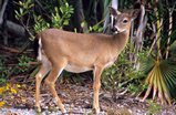 Foto Key-Weißwedelhirsch, Odocoileus virginianum clavium