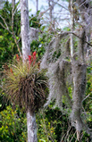 Foto Tillandsien, Tillandsia species