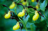 Foto Marienfrauenschuh, Cypripedium calceolus