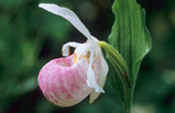 Foto Mokassinfrauenschuh, Cypripedium reginae