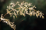 Foto Gras im Gegenlicht