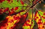 Foto Brombeerblatt im Herbst