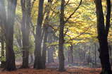 Foto Sonnenstrahlen im herbstlichen Buchenwald